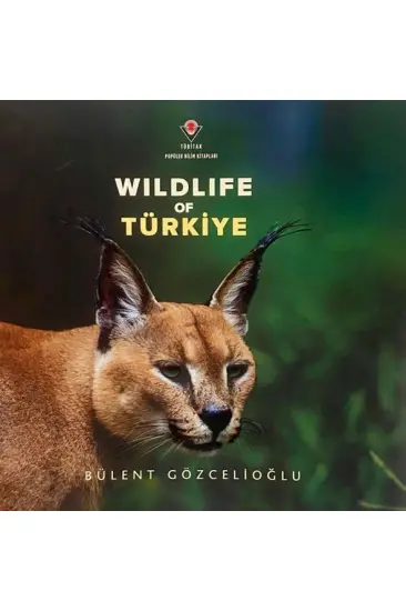 Wıldlıfe Of Türkiye Wıldlıfe Of Türkiye