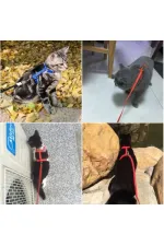 Kedi Tasması Kedi Tasması