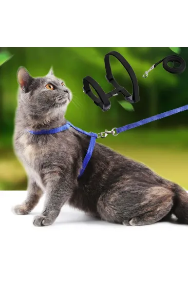 Kedi Tasması Kedi Tasması