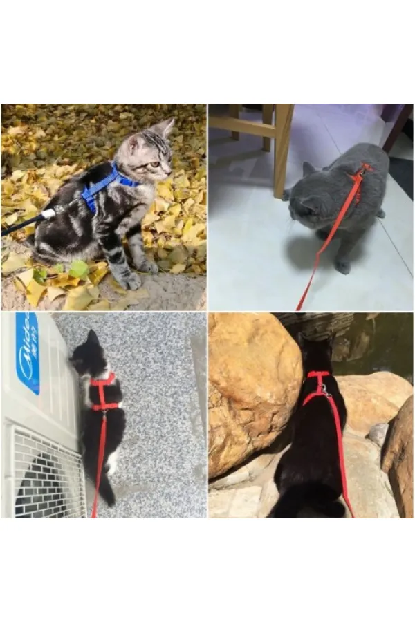 Kedi Tasması Kedi Tasması